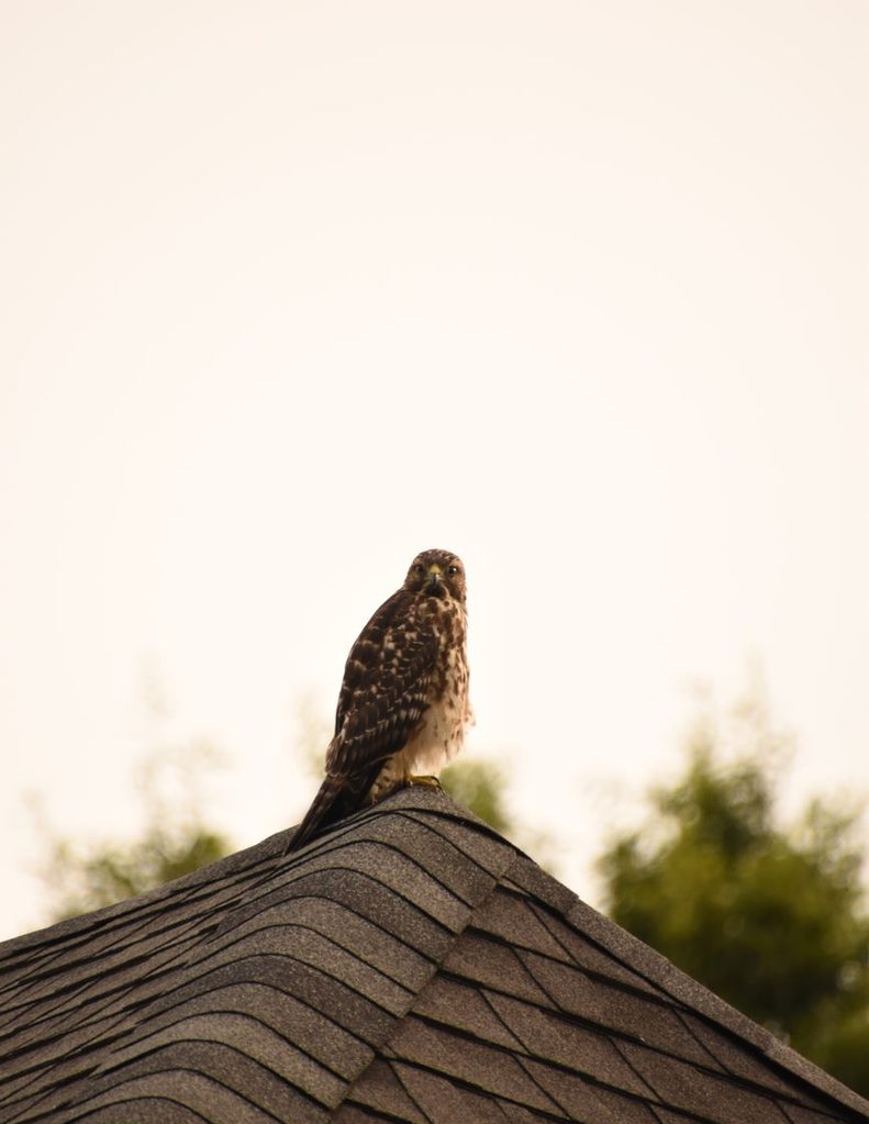 Hawk perched on the ridge of an asphalt shingle roof
